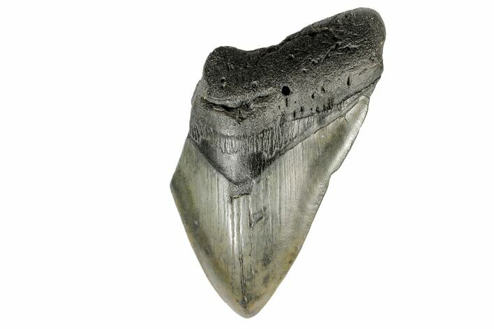 Bargain, Fossil Megalodon Tooth - South Carolina #166093